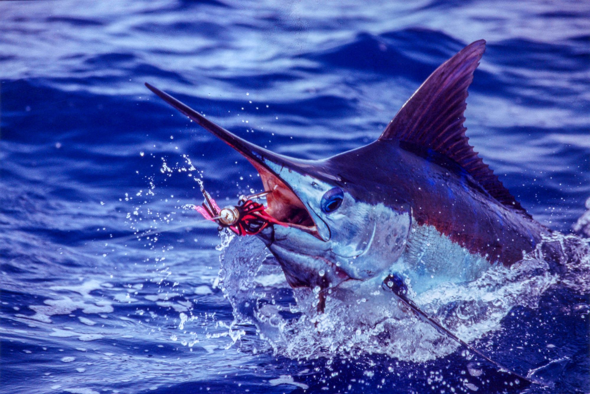 Swordfish